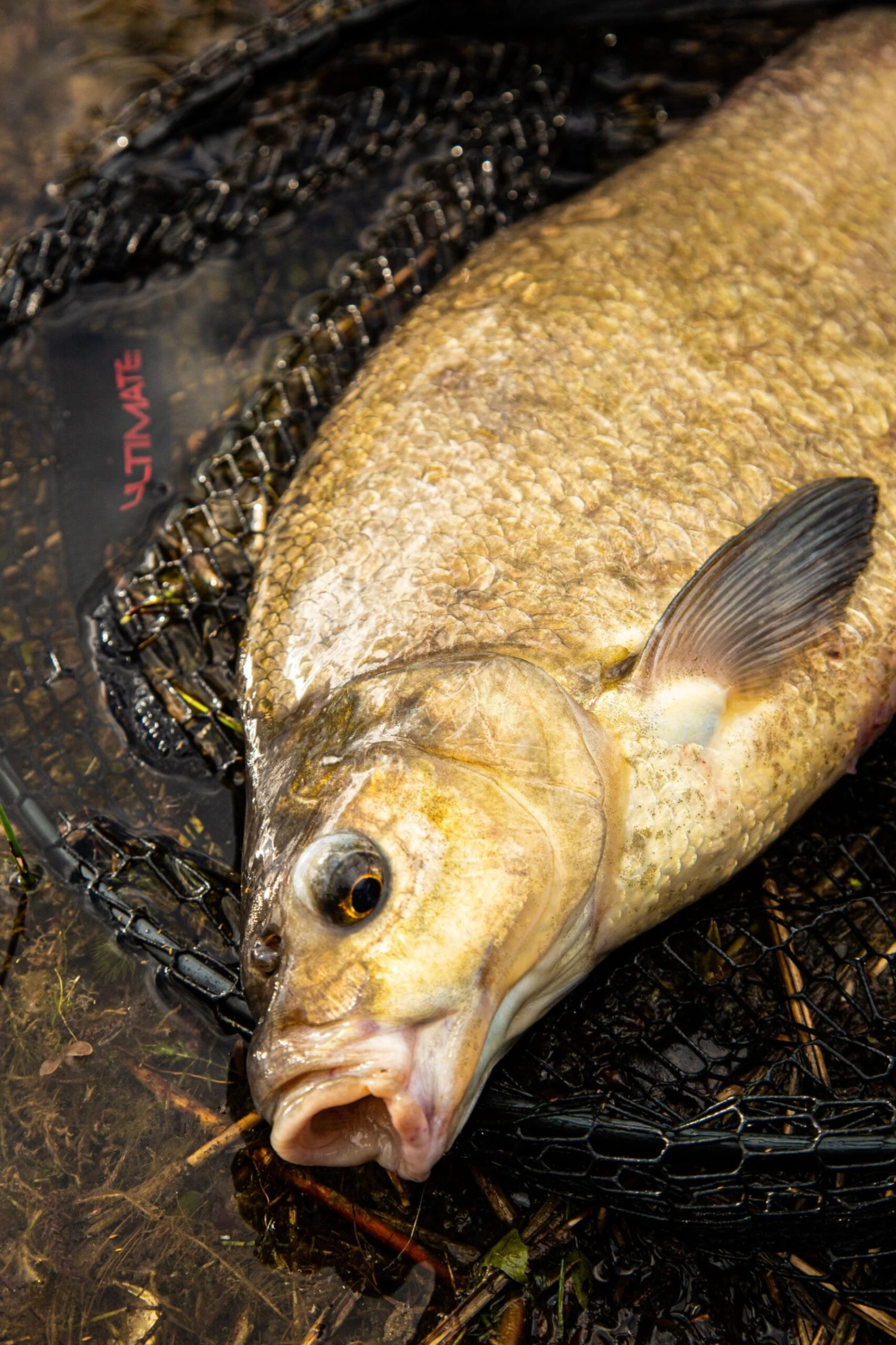 Ultimate Pannet 50x40cm 5 Ultimate Pannet 50x40cm - Afbeelding 3