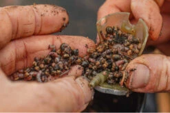 Guru Maggot Feeder Medium 55g